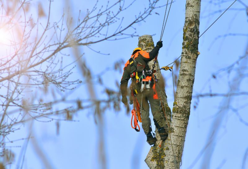 Arborist Tree Service