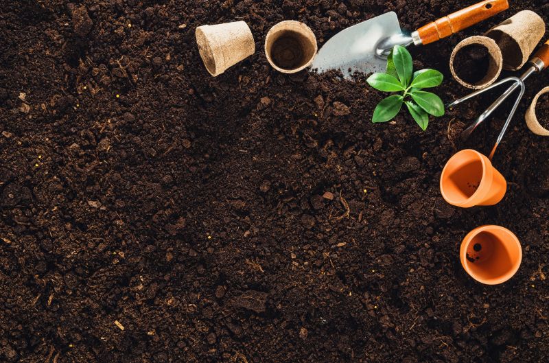 Healthy young plants after planting