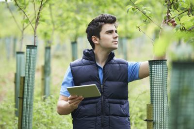 Horticulturist inspecting plants